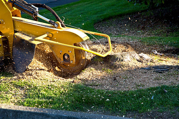 Why Choose Our Tree Removal Services in Merriam, KS?